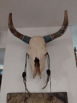 Real Bison skull