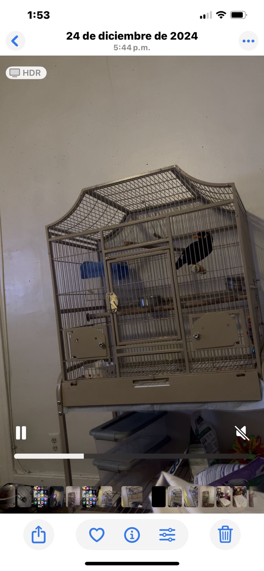Bird Cage