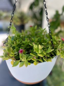 Baby sun rose in large hanging basket