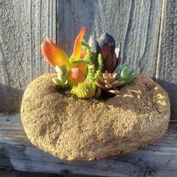 Succulent Art Piece In Driftwood Planter