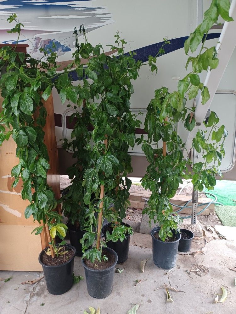 Passionfruit Plant
