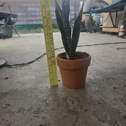 Snake Plant – $10 