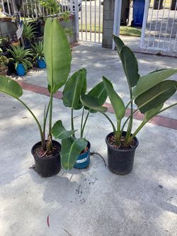 Bird of paradise