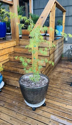 Live outdoor Seiryu Japanese Maple tree plant in a textured cool metallic ceramic planter flower pot—firm price