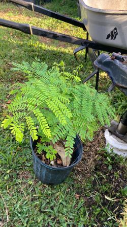 Plant