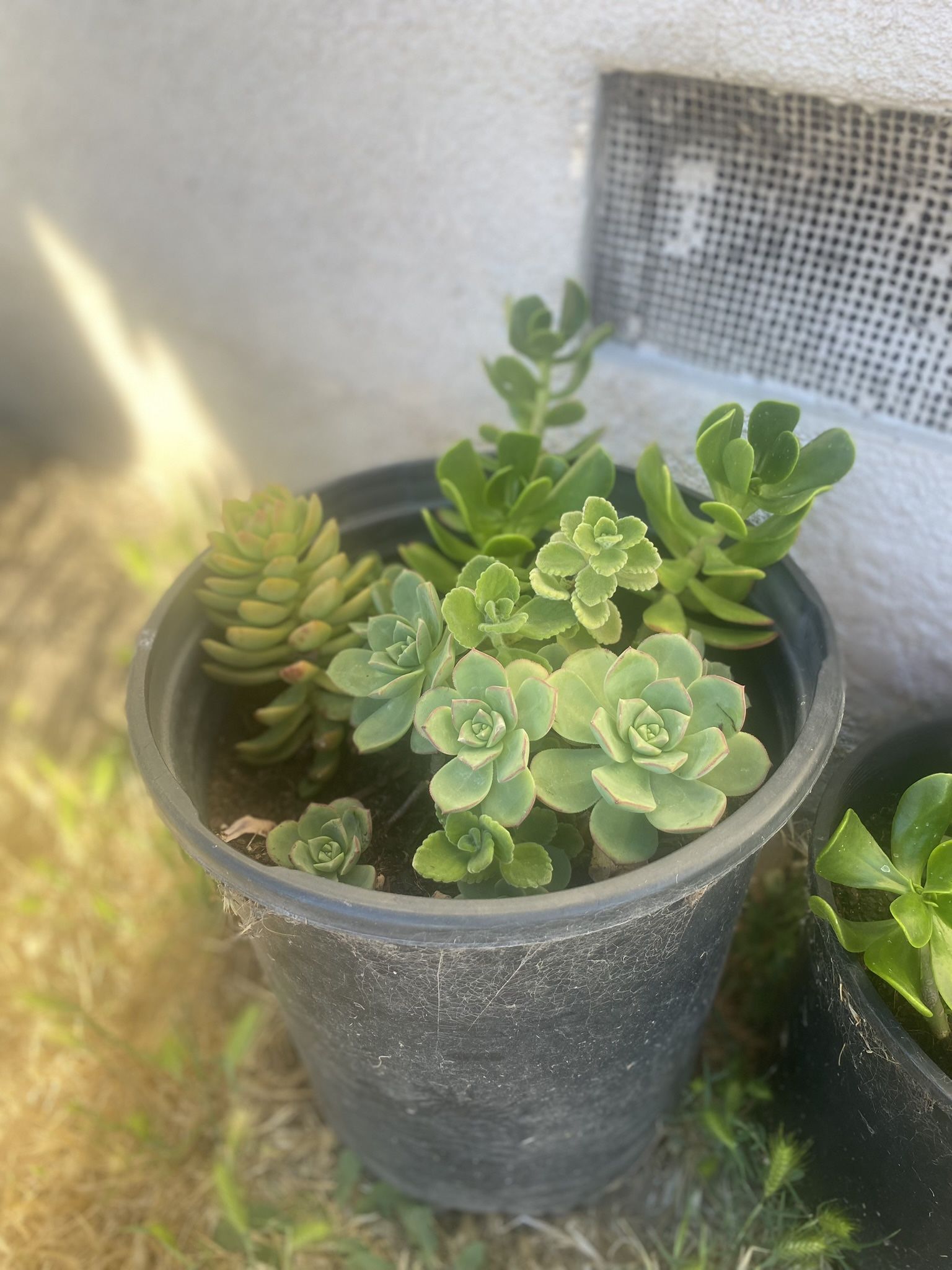 Succulents