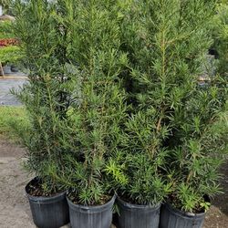 Podocarpus Over 6 Feet Tall Planted Instant Privacy Hedge Same Day Deivery And Installation 