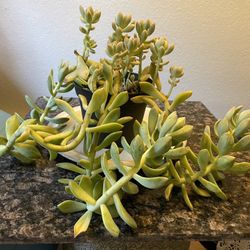 Ghost Plant, Succulant