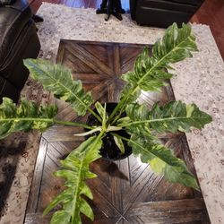 Ring Of Fire Philodendron Plant 3 Gallon Pot