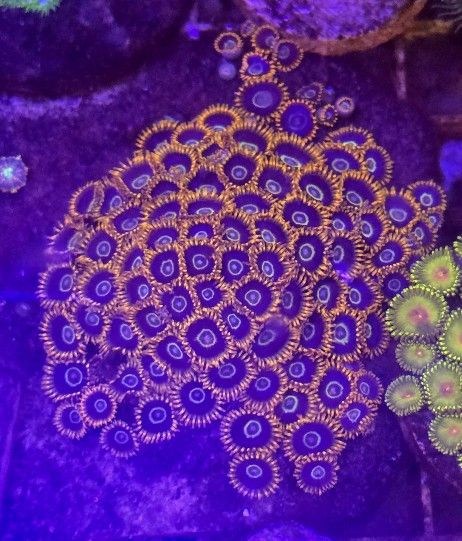 Fake reef zoanthid colony