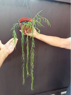 6” xl Hoya linearis soon to bloom