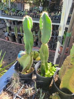 Spyral cereus cactus