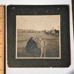 1900's Man Petting Mule Farm Photo Antique Picture