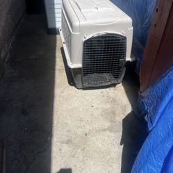 Dog House 
