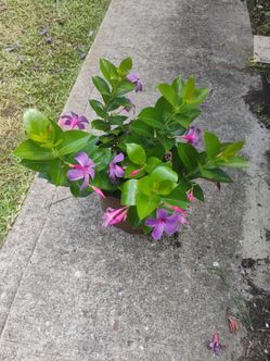 Mandevilla Bluephoria plant