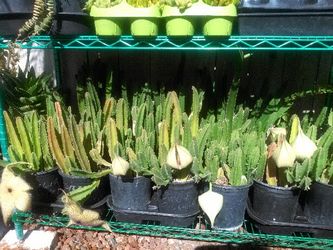Stapelia Succulents 1 gallon