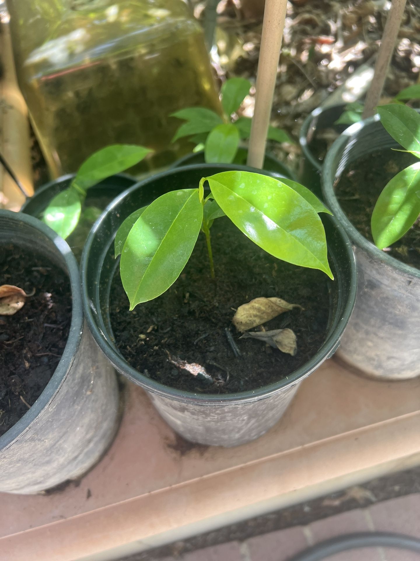 Soursop Tree