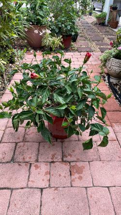 Double red hibiscus bush