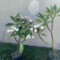 Plumeria Trees