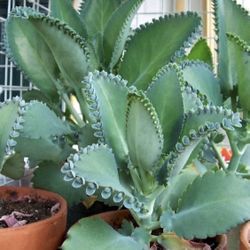 Mother Of Thousands Starts