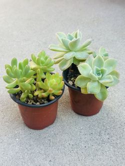 Succulents plants 🪴（2 for $5）