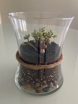 Desert Succulent Terrarium