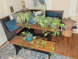 Plants for sale