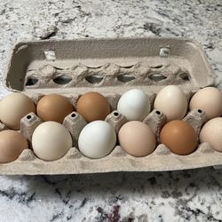 Farm Fresh Eggs 🥚 