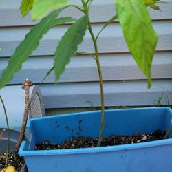 Avocado$10,Pineapple$20, Large Mother Of Thousands$50,small Size $10.
Monstera Plants$400