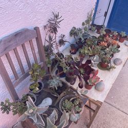‼️🌵🪻Moving-out PLANTS SALE! Everything Must Go‼️🌱🪴