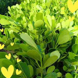 Clusia privacy hedge plants 3gl