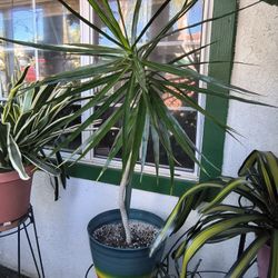 DRACAENA PLANT IN 12" PLASTIC POT