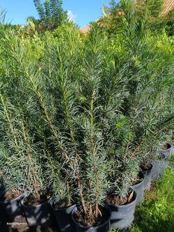 Podocarpus privacy hedge plants 3gl 3ft $8