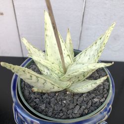 Snow Drift Aloe Plant 🪴 