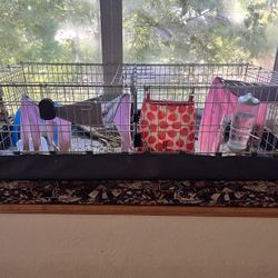 Guinea pigs With Cage And food