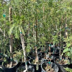 California Pepper Pirul