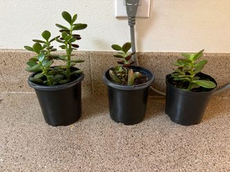 3 Jade Plants