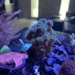 Ornamental Coral