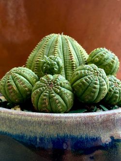 Euphorbia Obesa cactus - exotic living house decor