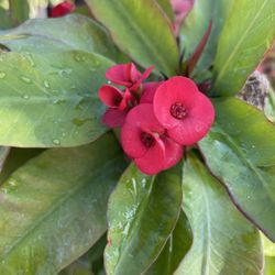 Corona De Christo Roja / Crown Of Thorns Red