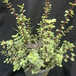 Living Succulent Plant, Miniature Jade Elephant Bush