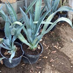 Blue Agave
