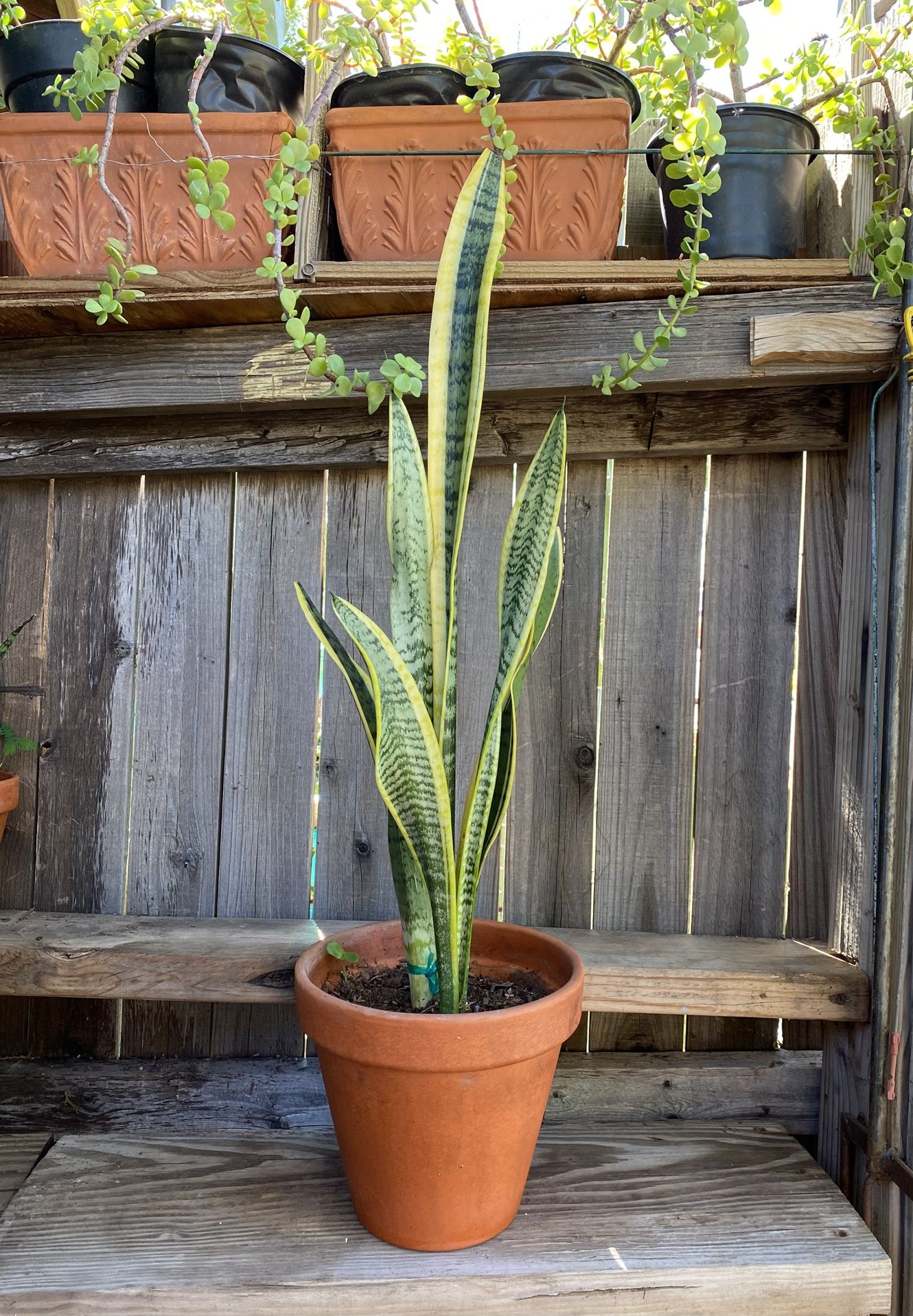 IndoorMother-in-Law or Snake Plant