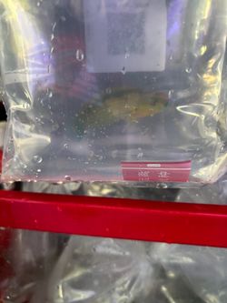 Free Melanarus Wrasse