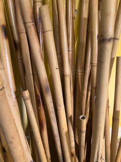 Bundle 50 pieces used bamboo mostly more than 6 feet tall
