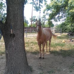 Se Renta Espacio Para Chivos borregos 