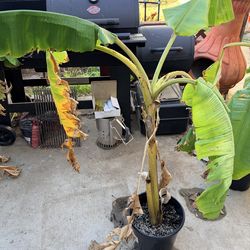 Blue java banana tree