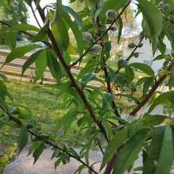 Peach Tree (Hardy)