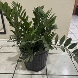 Big Zz Plant 5 Gallon