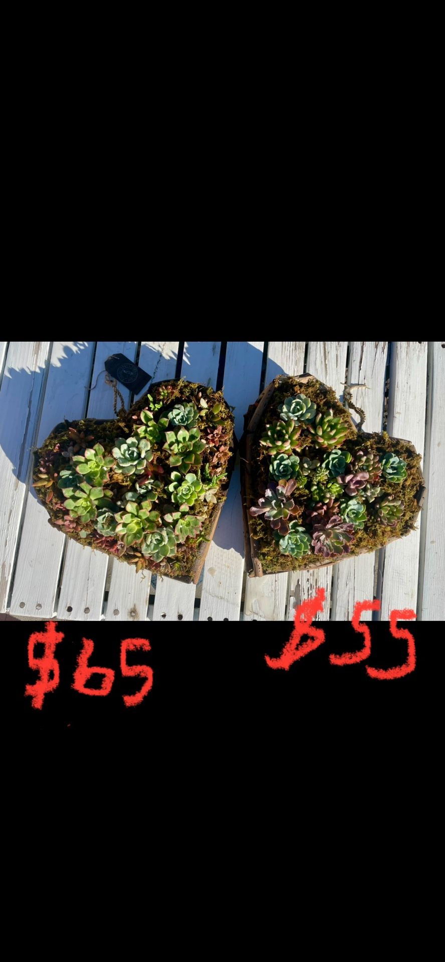 💚Heart LIVE Succulents💚